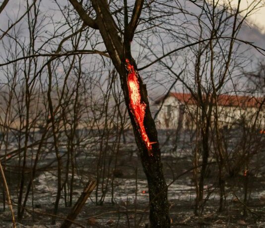 Desmatamento na Chapada do Araripe aumenta 30%