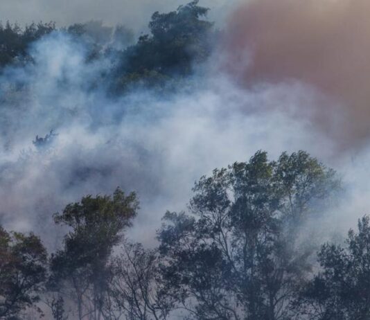 Secretária de Meio Ambiente diz que incêndio no Cocó pode ser criminoso e que afetou área equivalente a 10 campos de futebol