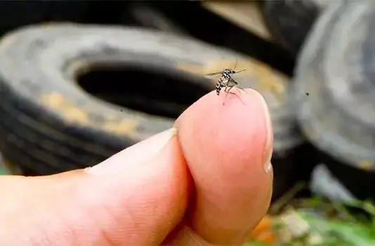 Brasil ultrapassa 500 mil casos de dengue em 2024, 4 vezes mais do que no ano anterior