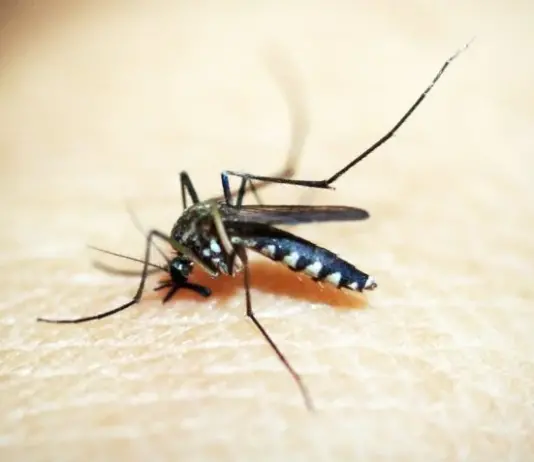 Mortes por dengue no Brasil crescem 140% em uma semana