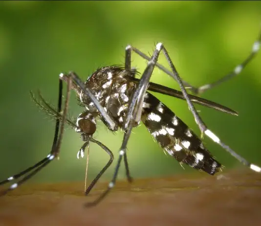 Brasil tem mais de 1 milhão de casos de dengue em 2024