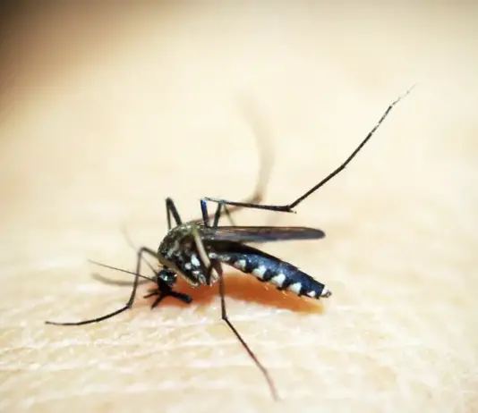 Brasil ultrapassa a marca de 5 mil mortes por dengue