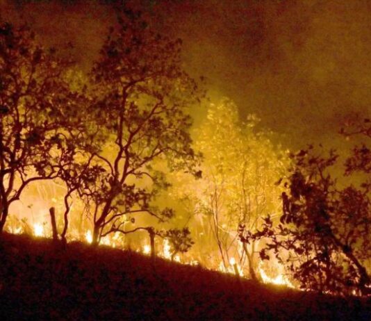 Amazonas registra recorde de 8.708 focos de incêndio em agosto