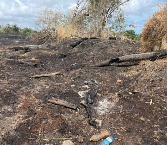 Parque do Cocó tem dois incêndios em três dias, causas e área atingida ainda não foram definidas