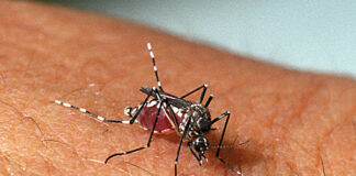 Casos de dengue aumentam 172% no CE e 34 cidades têm ‘risco de epidemia’