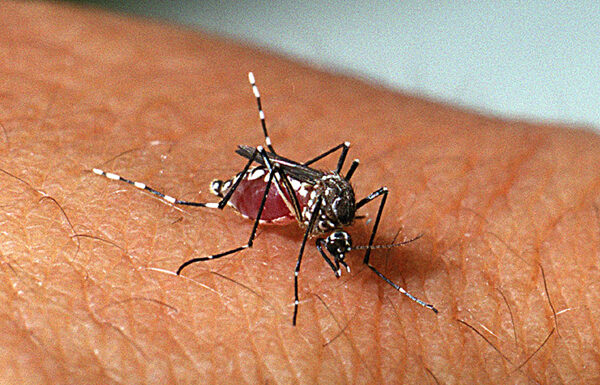 Casos de dengue aumentam 172% no CE e 34 cidades têm ‘risco de epidemia’