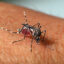 Casos de dengue aumentam 172% no CE e 34 cidades têm ‘risco de epidemia’