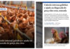 Jornal O Globo culpa calor pela alta do preço dos ovos