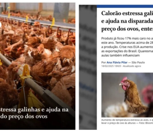 Jornal O Globo culpa calor pela alta do preço dos ovos