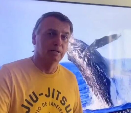 MPF conclui que Jair Bolsonaro não importunou baleia