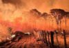 Área queimada em 2024 supera média histórica em 62%, diz MapBiomas