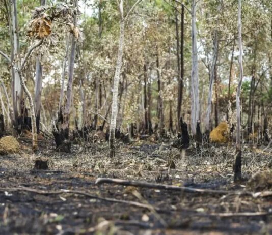 Alerta de desmatamento sobe 27% na Amazônia no 1° semestre