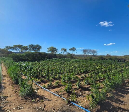 Plantação com 12 toneladas de drogas avaliadas em R$ 24 milhões é localizada no interior do Ceará