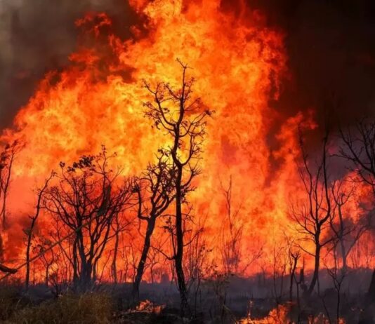 Queimadas no Ceará aumentam mais de 400% no segundo semestre de 2025