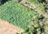 Plantação de maconha com mais de 10 mil pés é destruída no Maciço de Baturité, interior do Ceará.