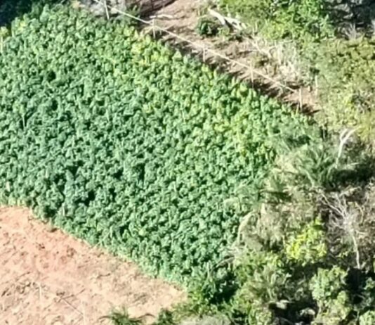 Plantação de maconha com mais de 10 mil pés é destruída no Maciço de Baturité, interior do Ceará.
