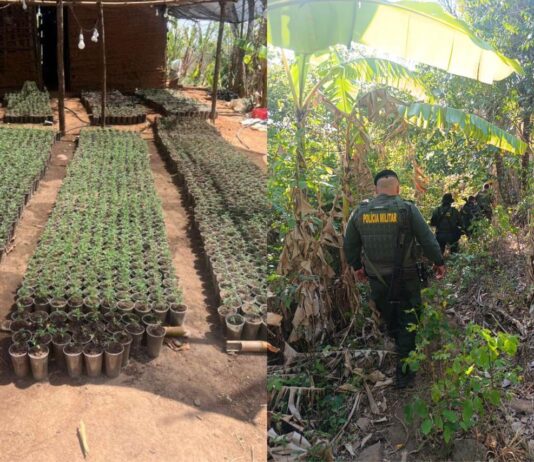 Plantação ilegal com 20 mil mudas de maconha é encontrada no Ceará