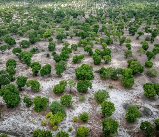Ceará desperdiça mais de 800 toneladas de caju e deixa de faturar milhões todos os anos