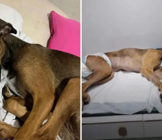 Tutora denuncia estupro e morte de cadela após ter casa invadida em Maracanaú