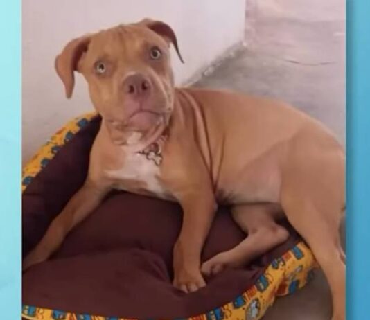 Motorista mata cadela em atropelamento e foge sem prestar socorro em Russas, no Ceará.