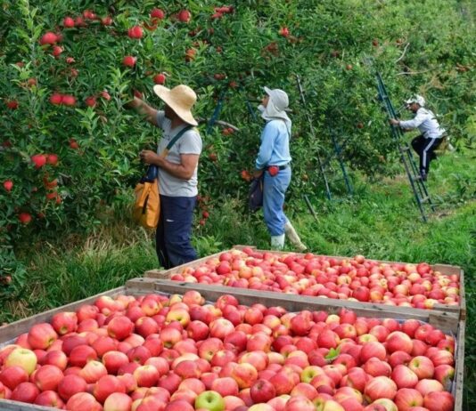 Produtores de maçã atribuem falta de mão de obra ao Bolsa Família