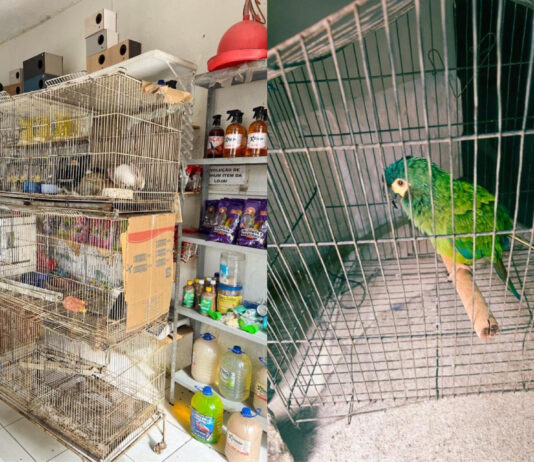 Em dois meses de 2026, Ceará registra mais casos de tráfico de animais que em todo o ano de 2025