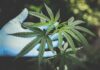 Anvisa flexibiliza regras para prescrição de Cannabis no Brasil