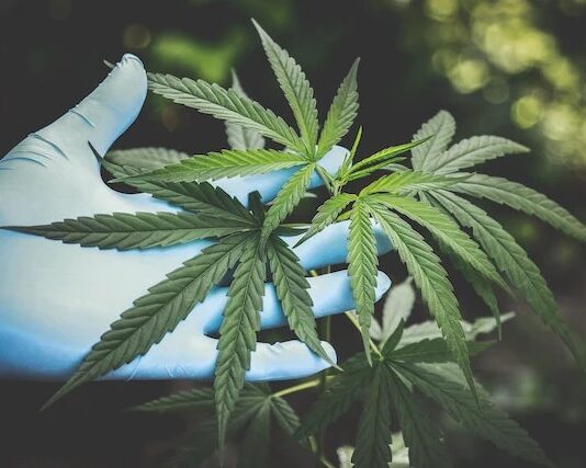 Anvisa flexibiliza regras para prescrição de Cannabis no Brasil
