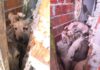 Homem é preso suspeito de maltratar 14 cães em São Benedito, no Ceará