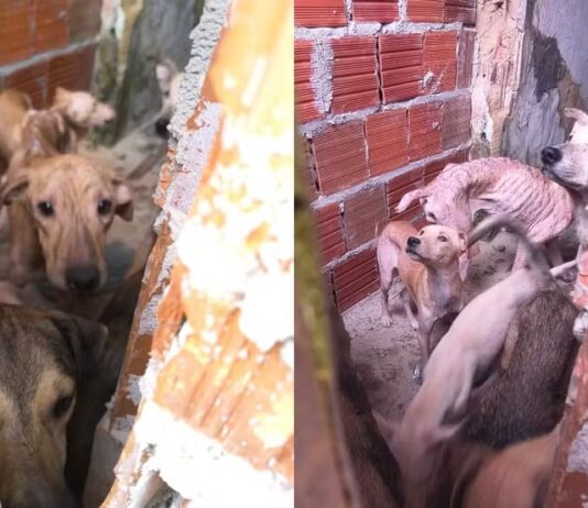 Homem é preso suspeito de maltratar 14 cães em São Benedito, no Ceará