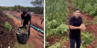 Governo reconhece veracidade de denúncia do deputado André Fernandes sobre maconha “abandonada” em Acopiara.