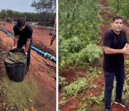 Governo reconhece veracidade de denúncia do deputado André Fernandes sobre maconha “abandonada” em Acopiara.