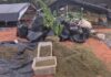 Plantação de maconha equivalente a quatro campos do Castelão é descoberta pela Polícia Civil no Ceará