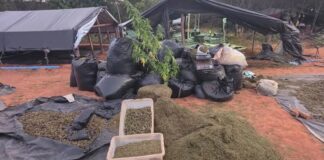 Plantação de maconha equivalente a quatro campos do Castelão é descoberta pela Polícia Civil no Ceará