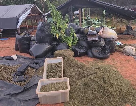 Plantação de maconha equivalente a quatro campos do Castelão é descoberta pela Polícia Civil no Ceará