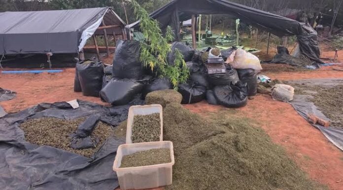 Plantação de maconha equivalente a quatro campos do Castelão é descoberta pela Polícia Civil no Ceará