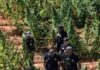 Justiça cearense solta em audiência de custódia dono de fazenda onde foram encontrados 290 mil pés de maconha.