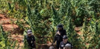 Justiça cearense solta em audiência de custódia dono de fazenda onde foram encontrados 290 mil pés de maconha.