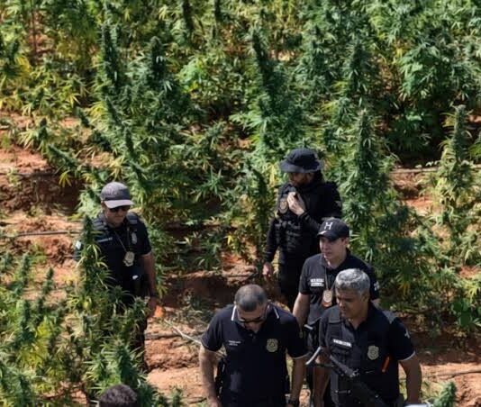 Justiça cearense solta em audiência de custódia dono de fazenda onde foram encontrados 290 mil pés de maconha.