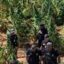 Justiça cearense solta em audiência de custódia dono de fazenda onde foram encontrados 290 mil pés de maconha.