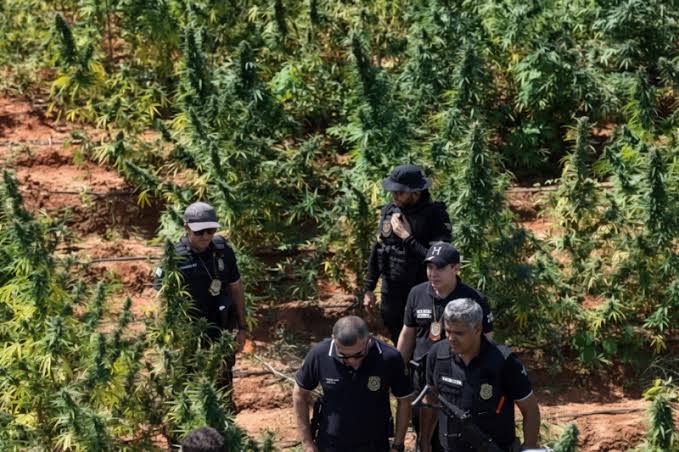 Fazenda de maconha