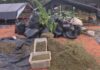 Dono da fazenda de maconha é preso temporariamente por tráfico e associação para o tráfico