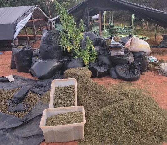 Dono da fazenda de maconha é preso temporariamente por tráfico e associação para o tráfico