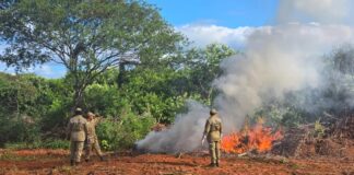 Delegados investigados por suposta falha na custódia da droga da fazenda da maconha são exonerados dos cargos.