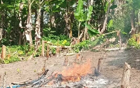 Nova plantação de maconha é localizada e destruída no Ceará
