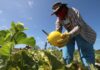 Agronegócio do Ceará cresce abaixo da média nacional desde 2010, aponta levantamento