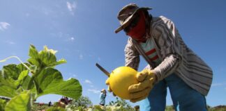 Agronegócio do Ceará cresce abaixo da média nacional desde 2010, aponta levantamento