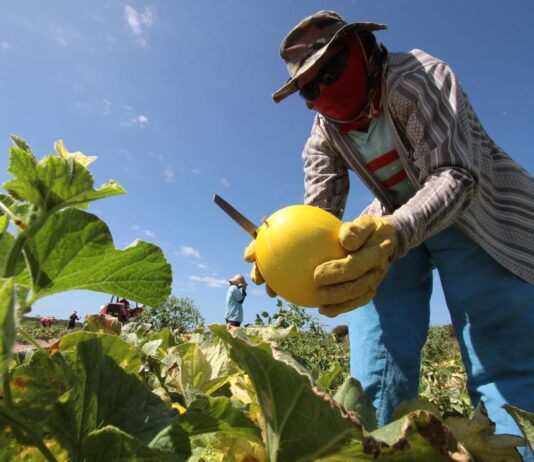 Agronegócio do Ceará cresce abaixo da média nacional desde 2010, aponta levantamento