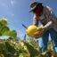 Agronegócio do Ceará cresce abaixo da média nacional desde 2010, aponta levantamento