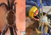 Estudo da UFC identifica substâncias tóxicas de plásticos em caranguejos do Ceará